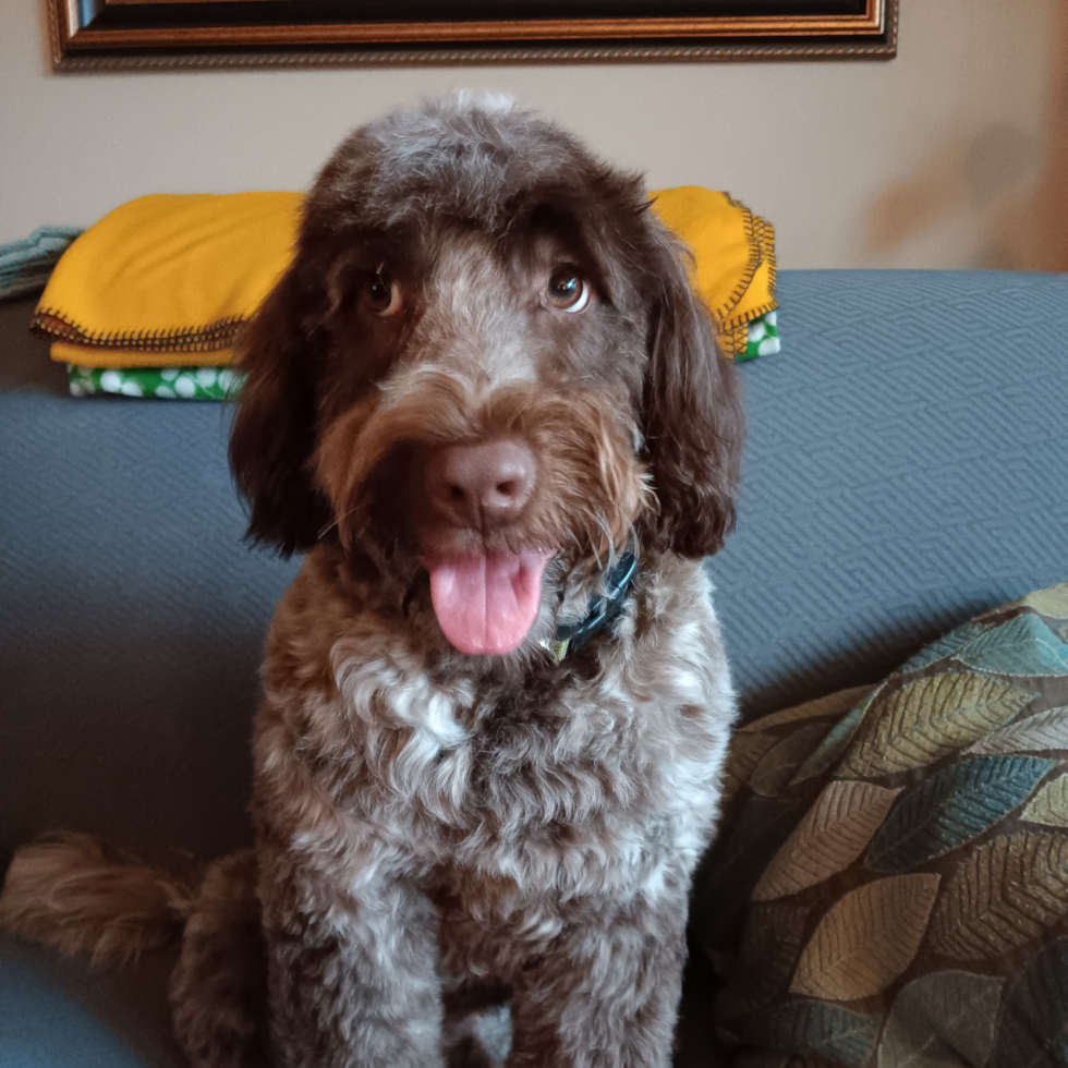 Small Portuguese Water Dog Pup