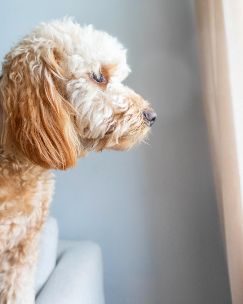 Cute Mini Goldendoodle Pup in Orlando FL