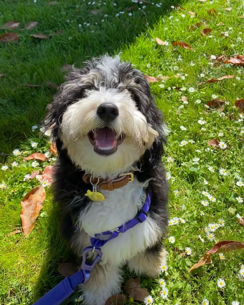 El Cerrito Mini Bernedoodle Pup