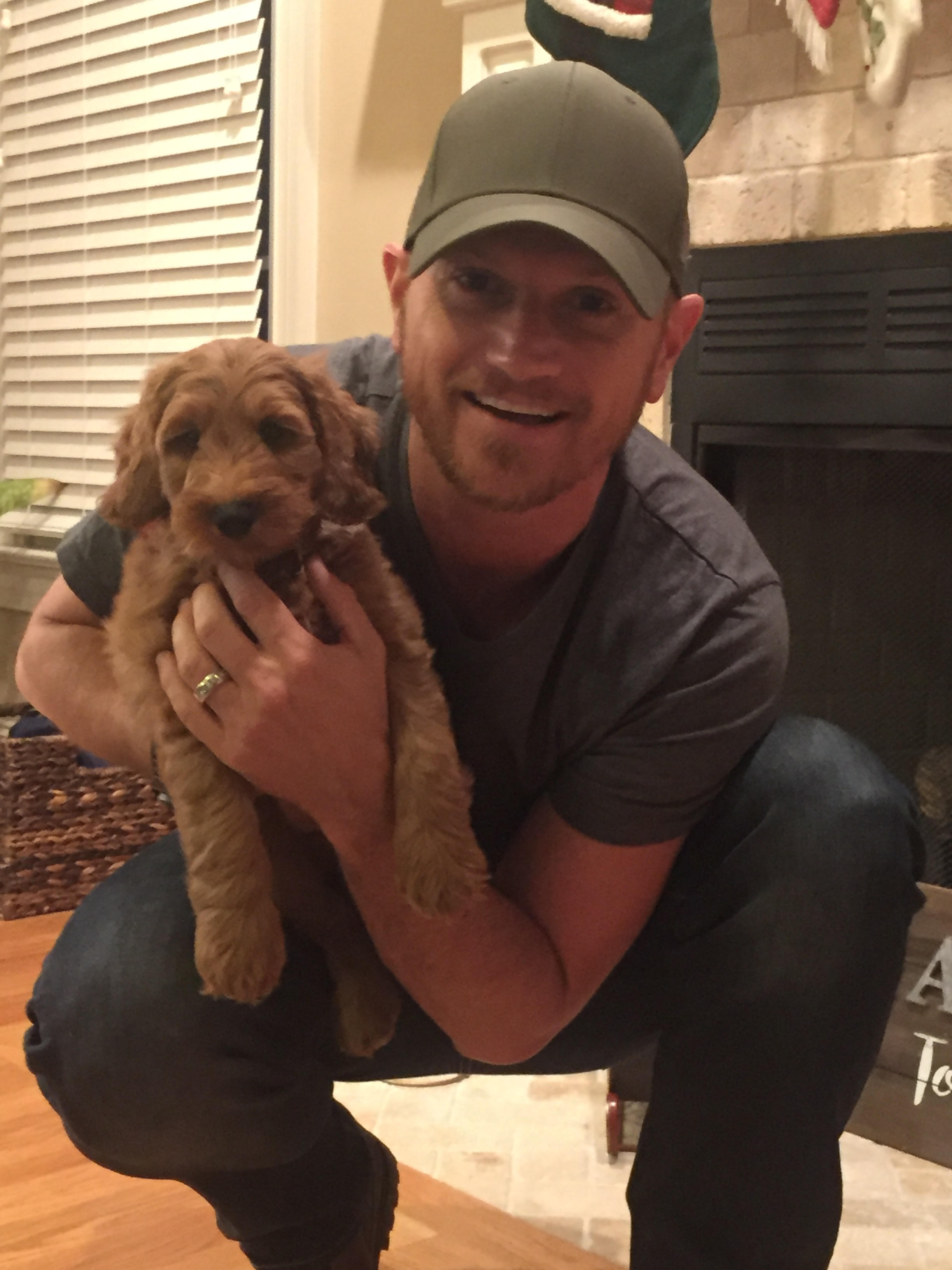 Mini Goldendoodle Pup Being Cute