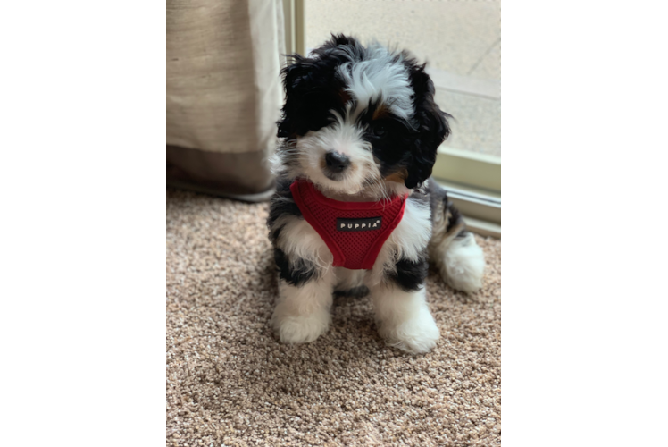 Mini Bernedoodle Puppy for Adoption