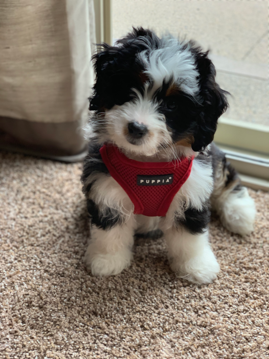 Energetic Mini Berniedoodle Poodle Mix Pup