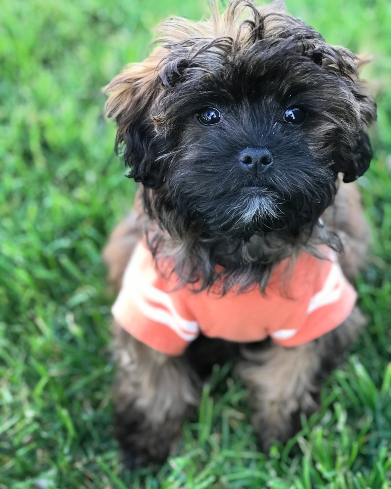 Redondo Beach Shih Poo Pup