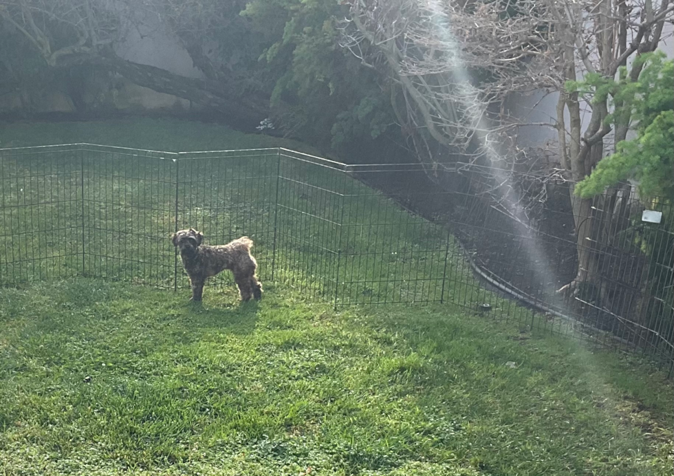 Shih Poo Being Cute