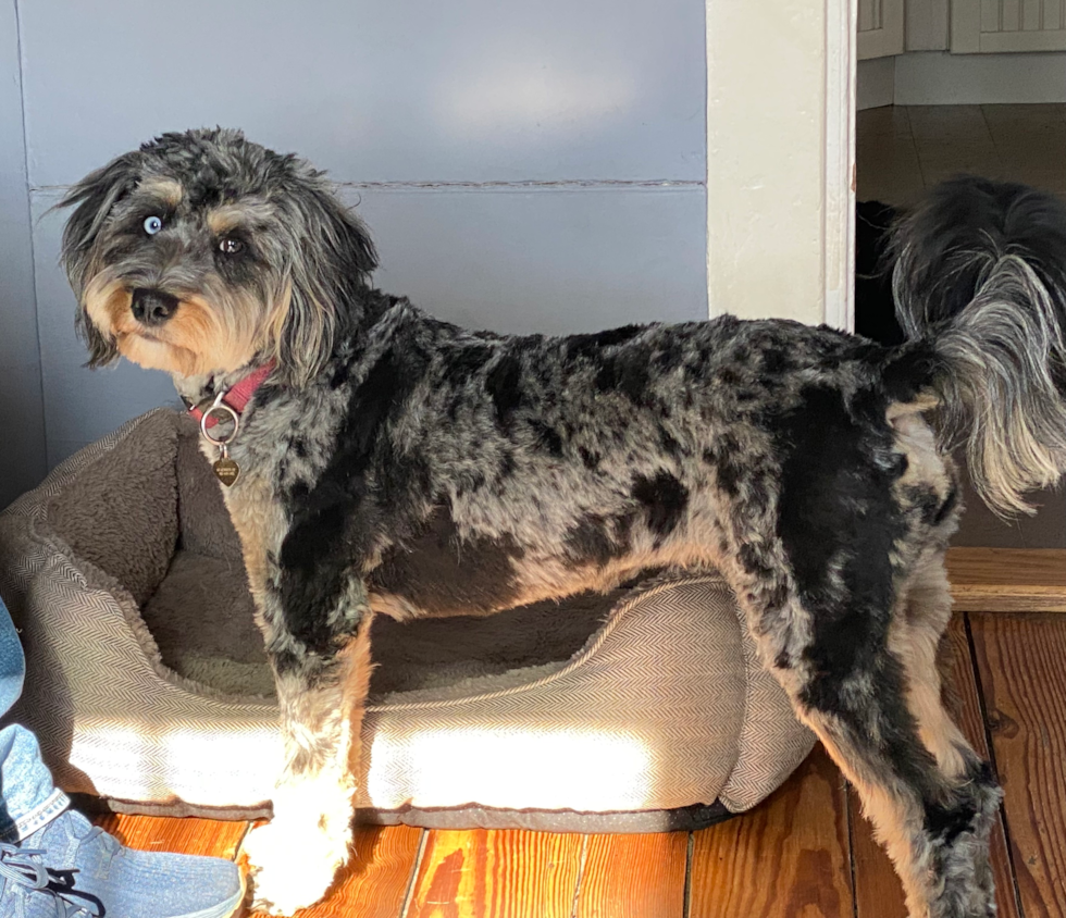 Sweet Mini Bernedoodle Pup