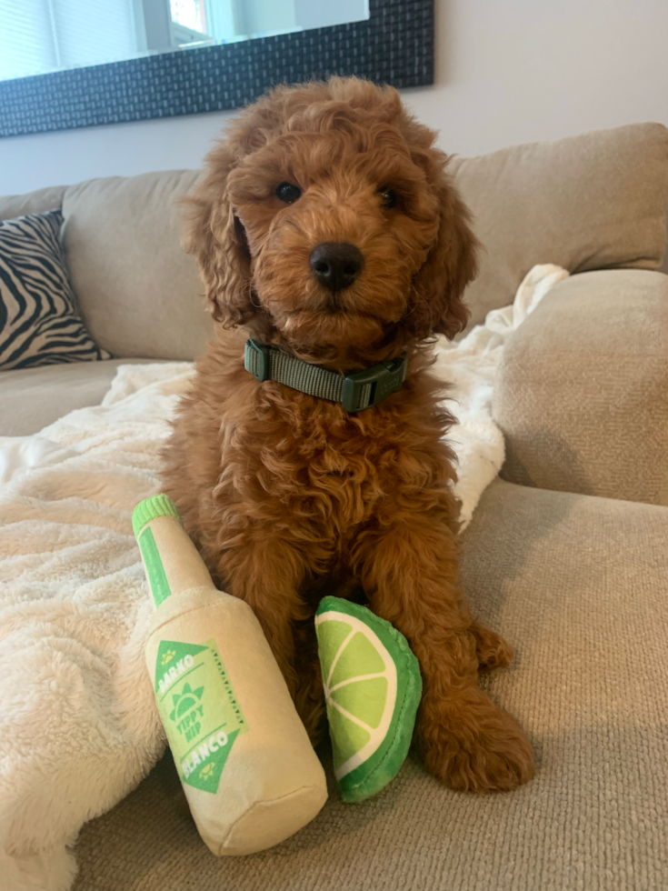 Mini Goldendoodle Being Cute