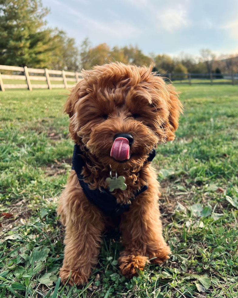 Cavapoo Being Cute