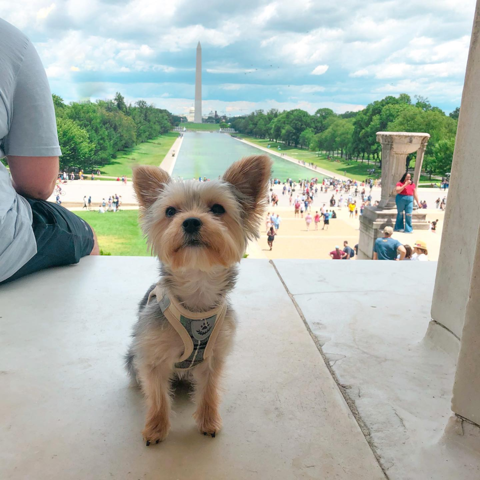 Yorkshire Terrier Being Cute