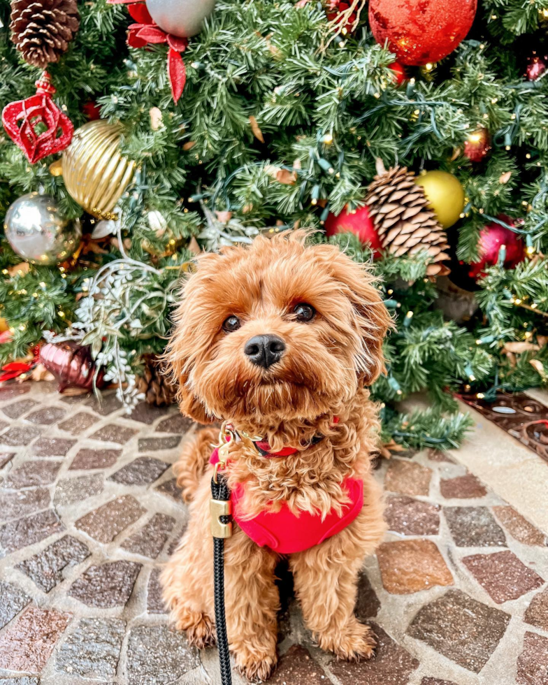 Cavapoo Being Cute