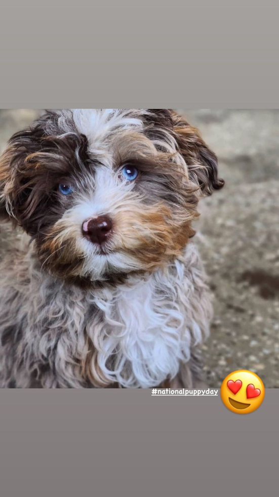 Weston Mini Aussiedoodle Pup