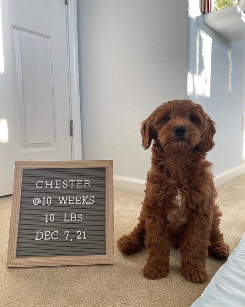 South San Francisco Mini Goldendoodle Pup