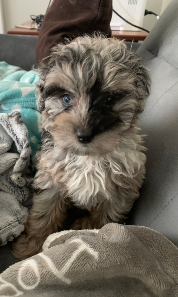 Little Aussiepoo Poodle Mix Pup