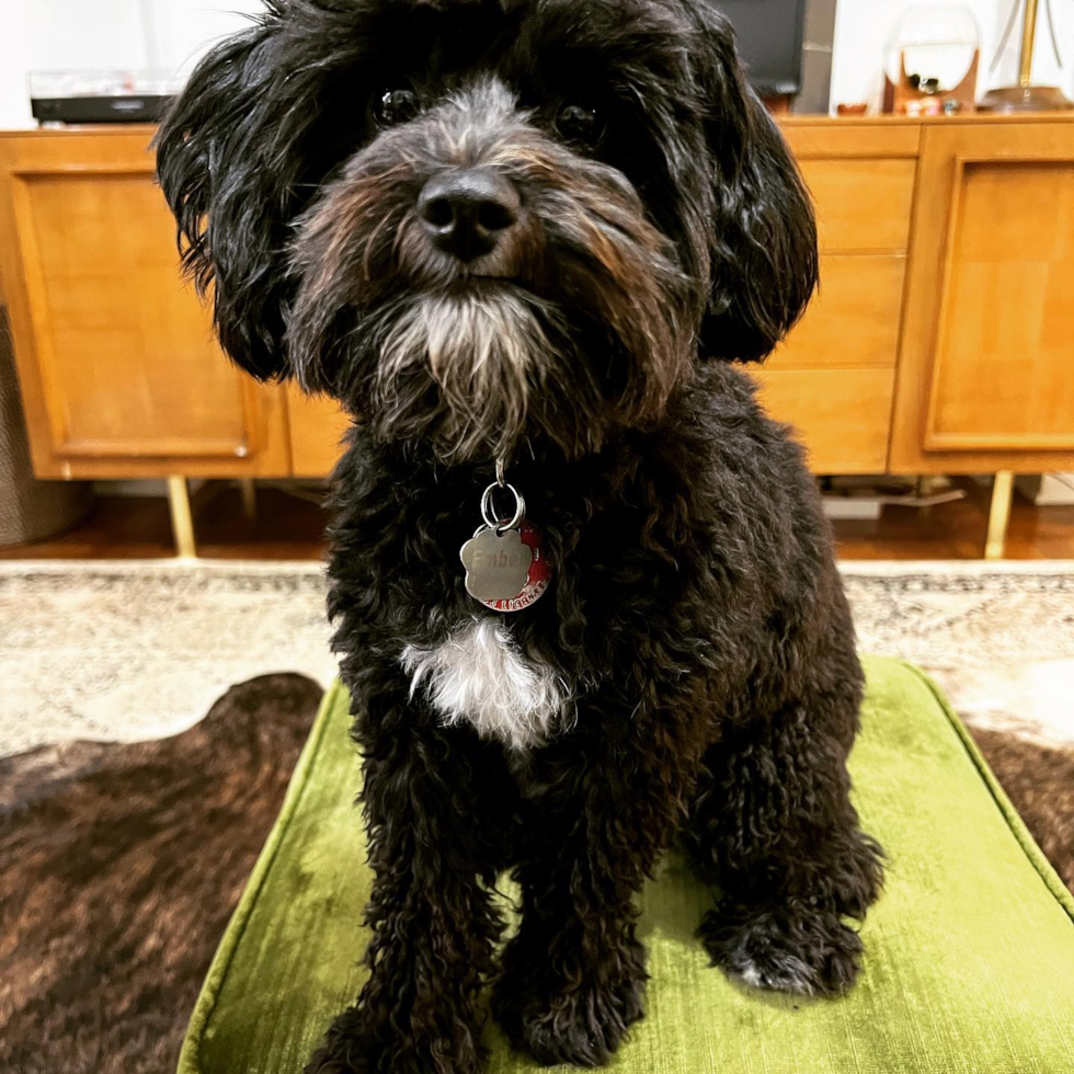 Mini Aussiedoodle Being Cute