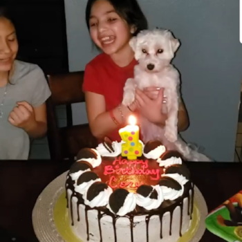 Small Maltese Purebred Pup