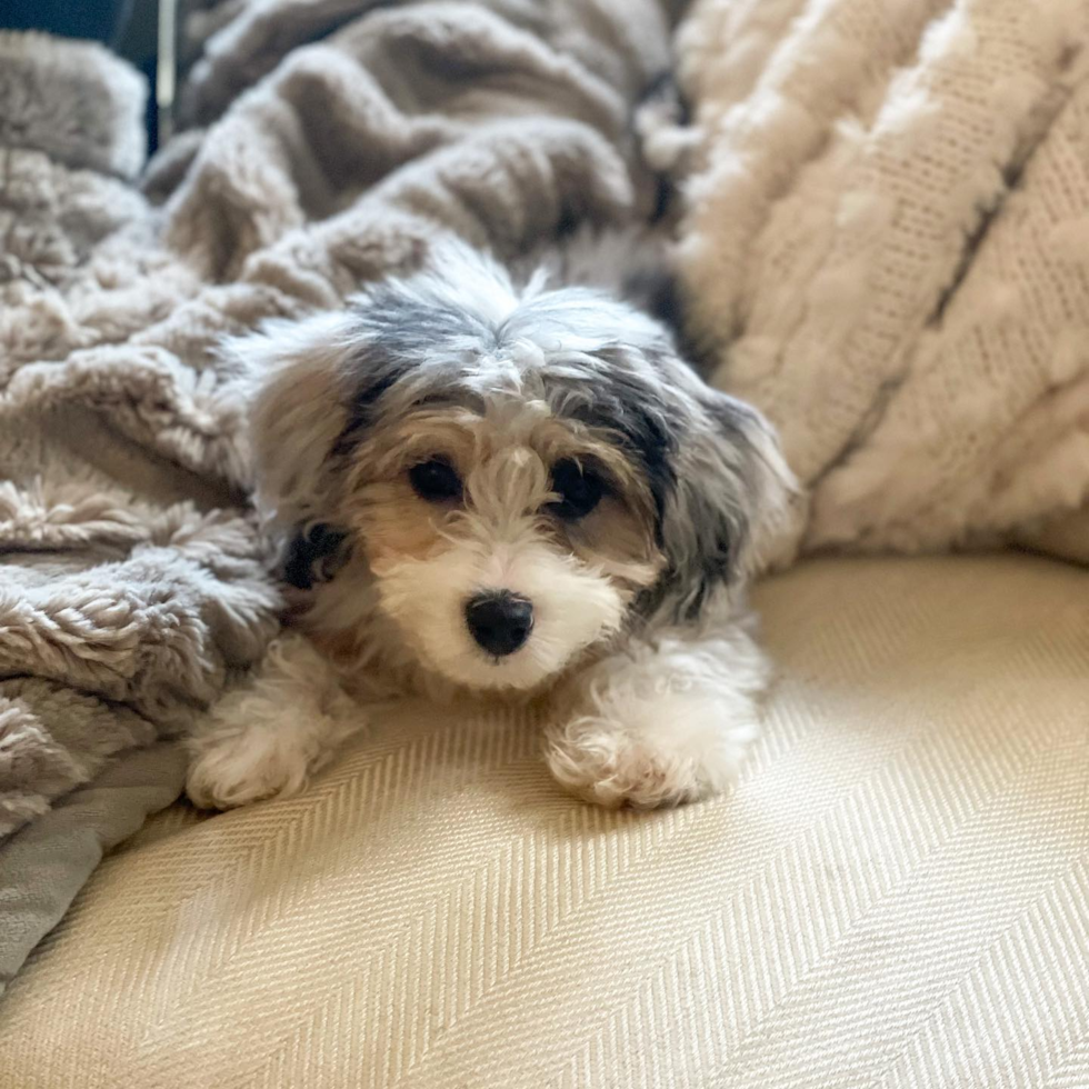 Little Aussiepoo Poodle Mix Pup