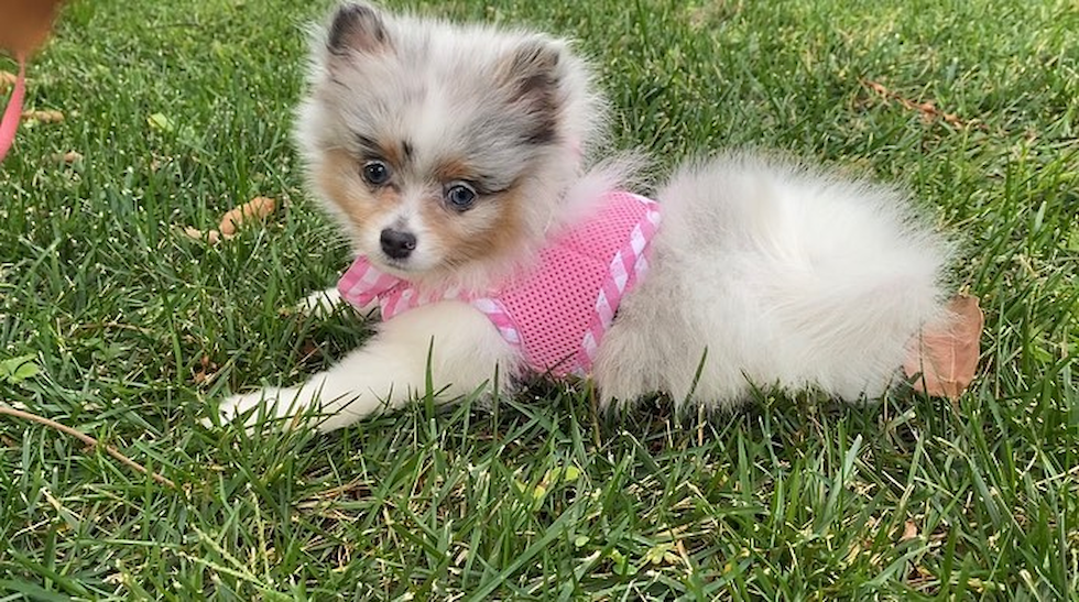 Sweet Pomeranian Pup in San Francisco CA