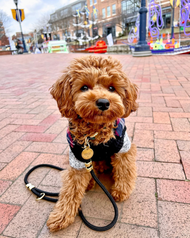 Small Cavapoo Pup