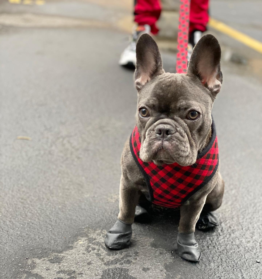 Friendly French Bulldog Purebred Pup