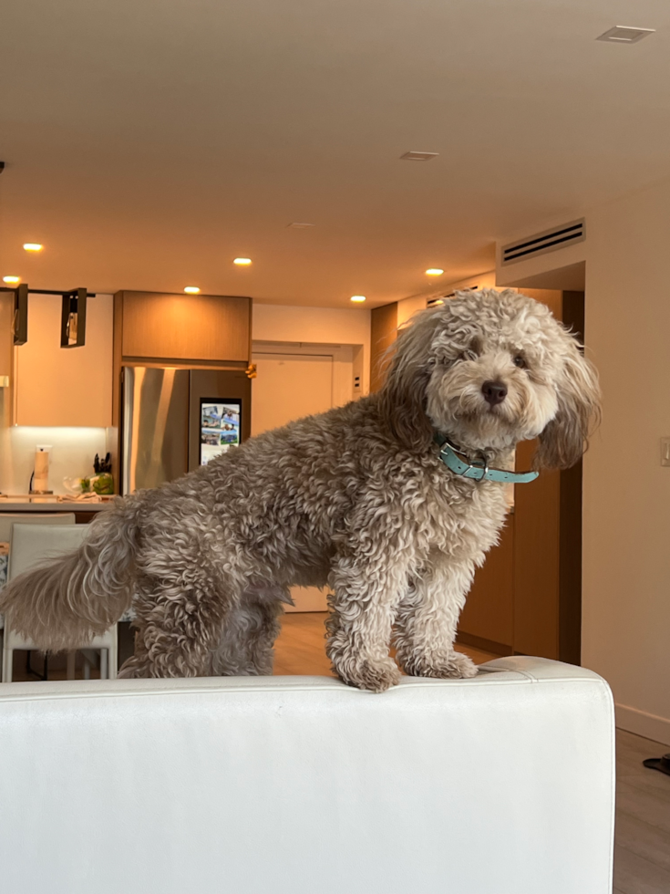 Mini Labradoodle Being Cute