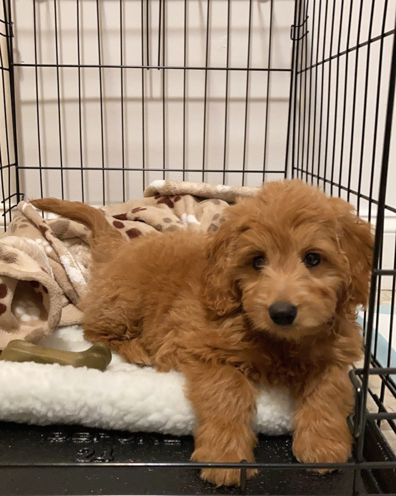 Small Mini Goldendoodle Pup