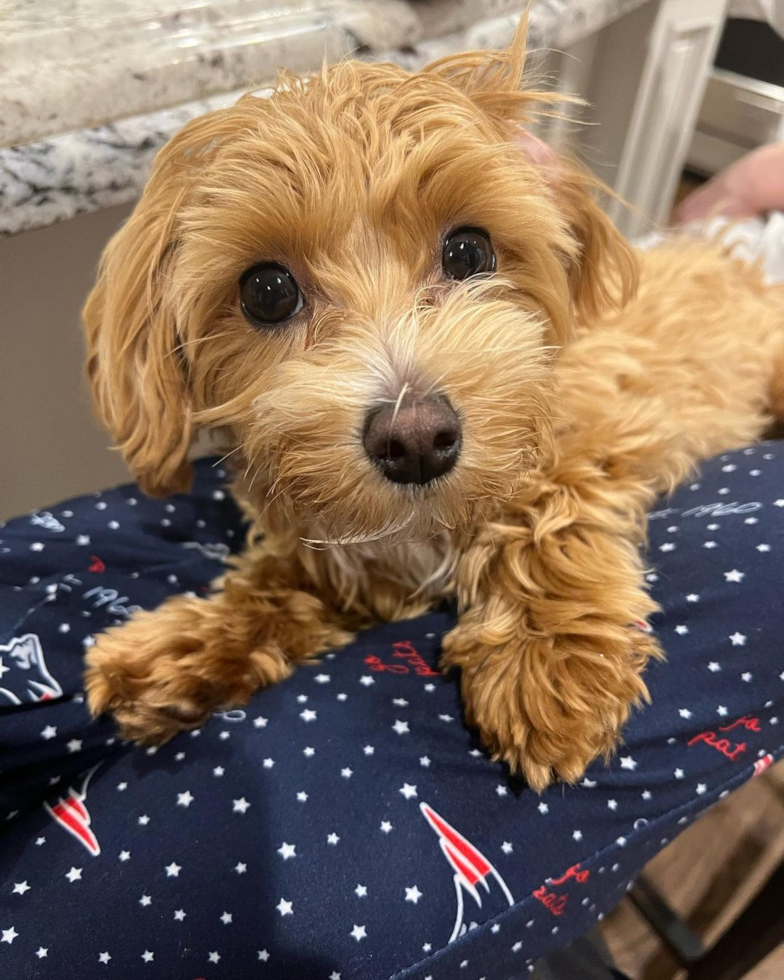 Hypoallergenic Maltese Poodle Poodle Mix Pup