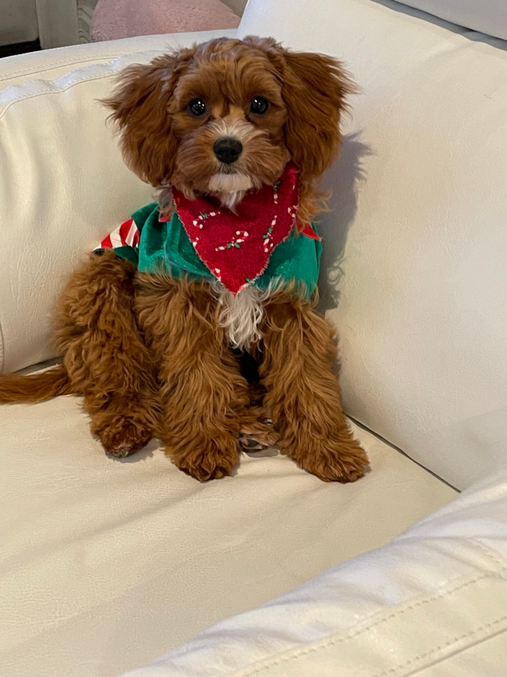 Hypoallergenic Cavoodle Poodle Mix Pup