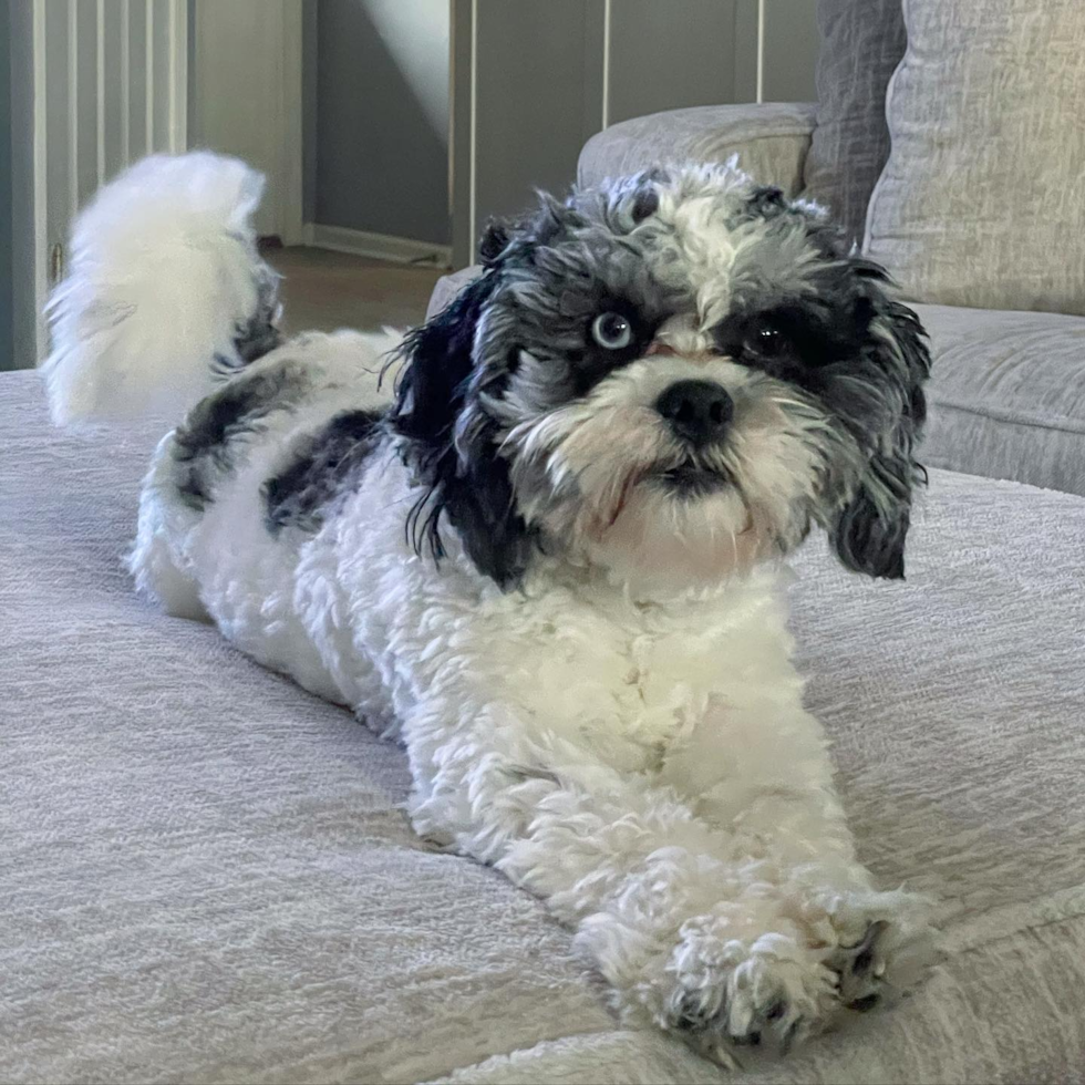 Smart Shih Poo Poodle Mix Pup