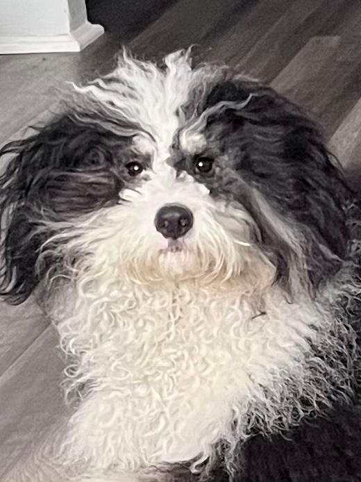 Smart Mini Bernedoodle Poodle Mix Pup