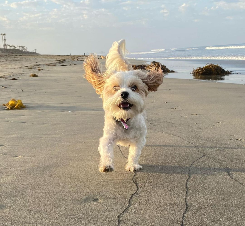 Los Angeles Cavachon Pup