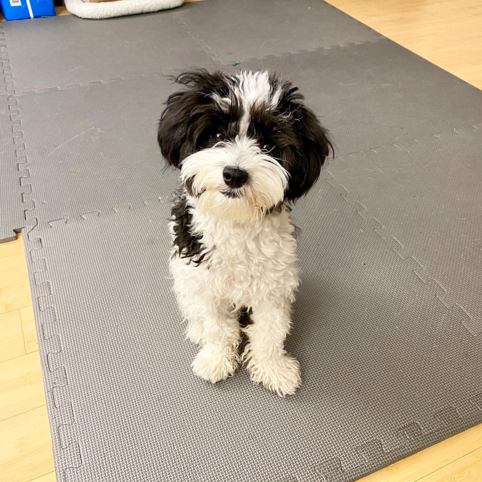 New York Havanese Pup