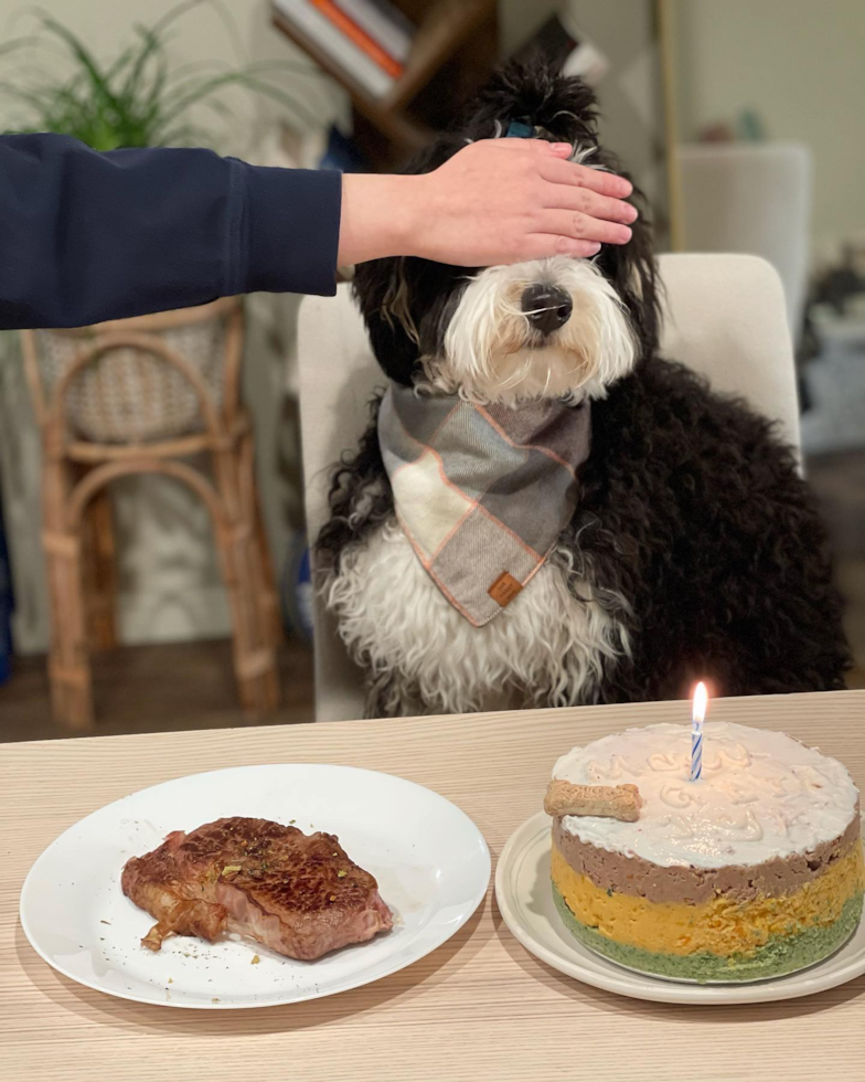 Mini Bernedoodle Being Cute