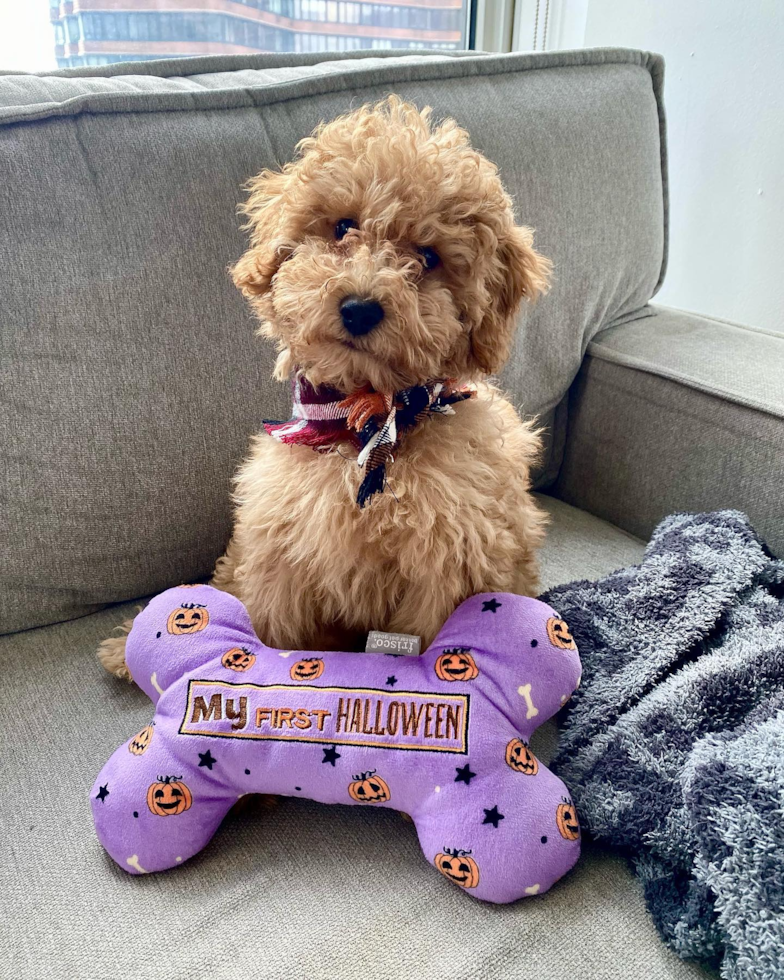 Mini Goldendoodle Being Cute