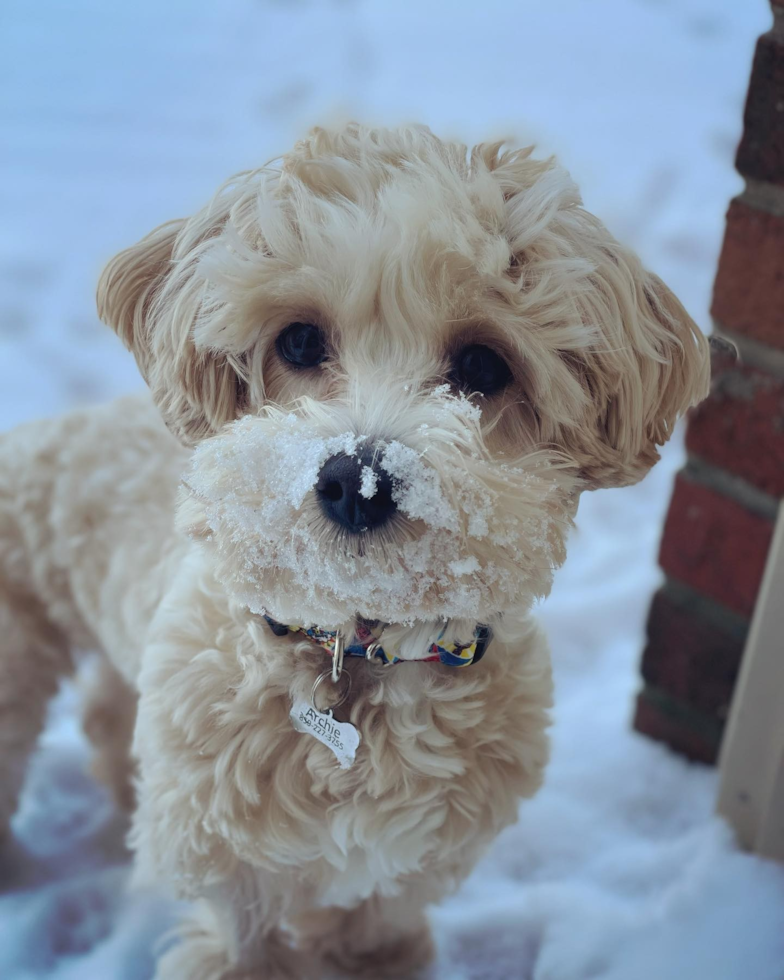 Popular Maltipoo Poodle Mix Pup