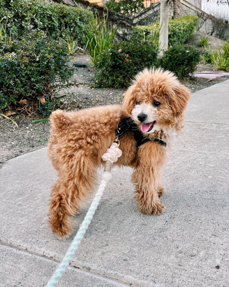 Cute Poochon Pup