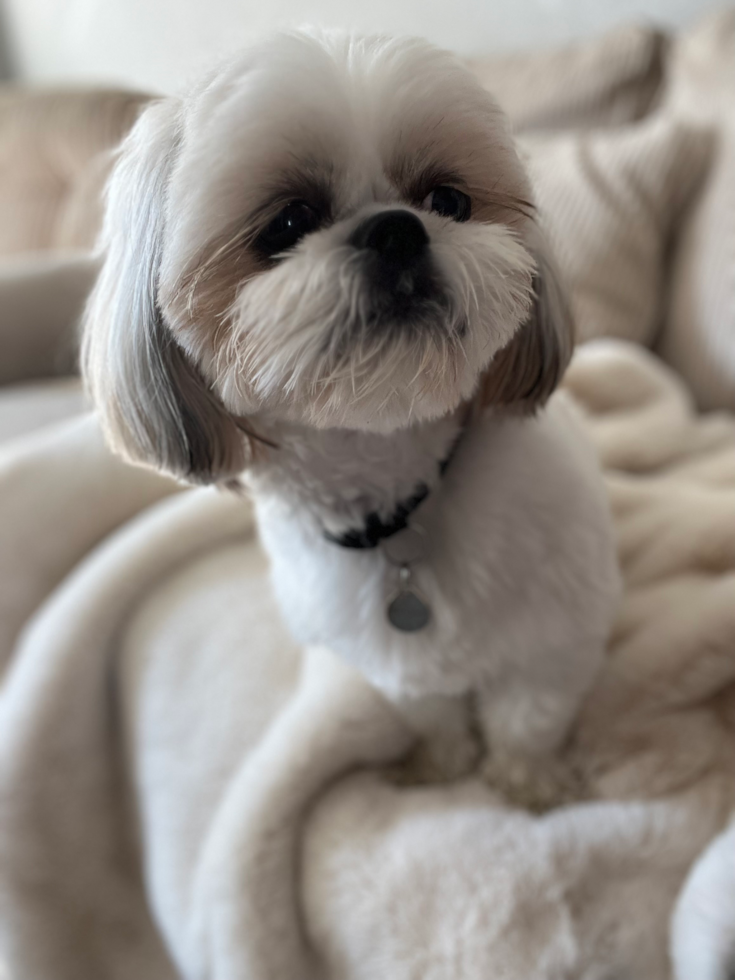 Playful Shih Tzu Purebred Pup