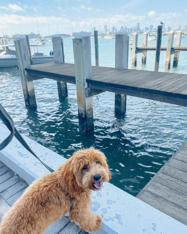 Miami Beach Mini Goldendoodle Pup