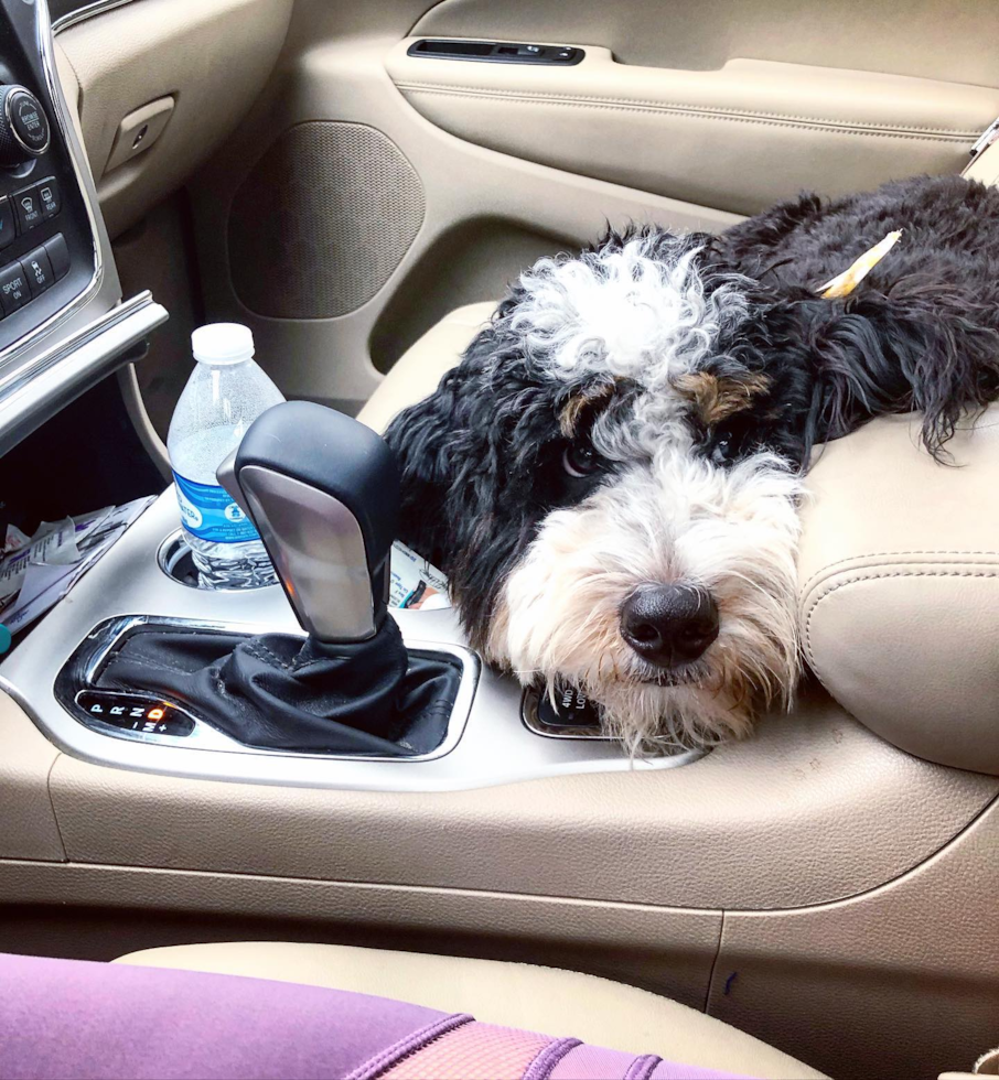 BLOOMFIELD HILLS Mini Bernedoodle Pup