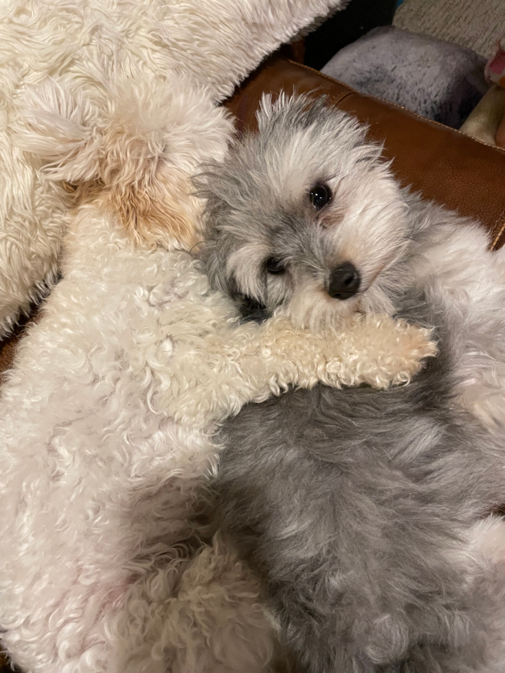 Maltipom Pup