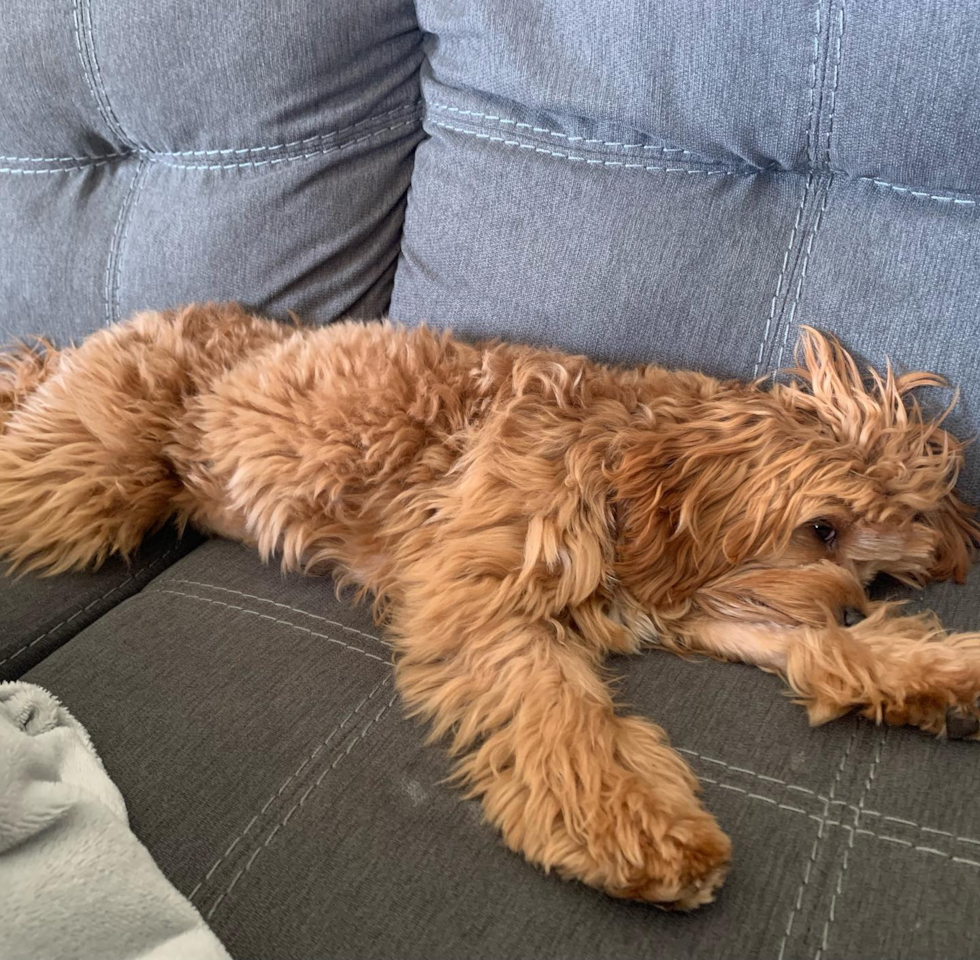 Sweet Cavapoo Pup