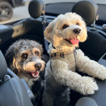 Friendly Cavachon Pup