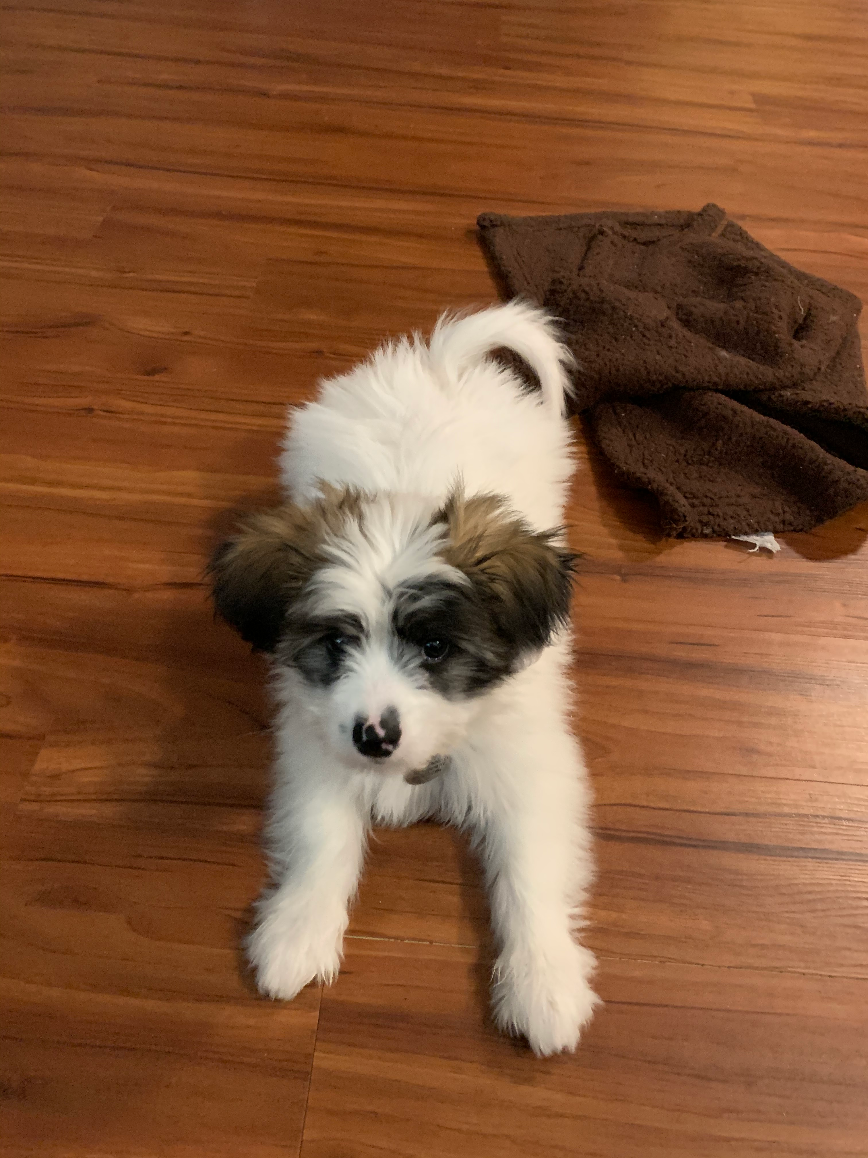 Happy Shih Pom Baby
