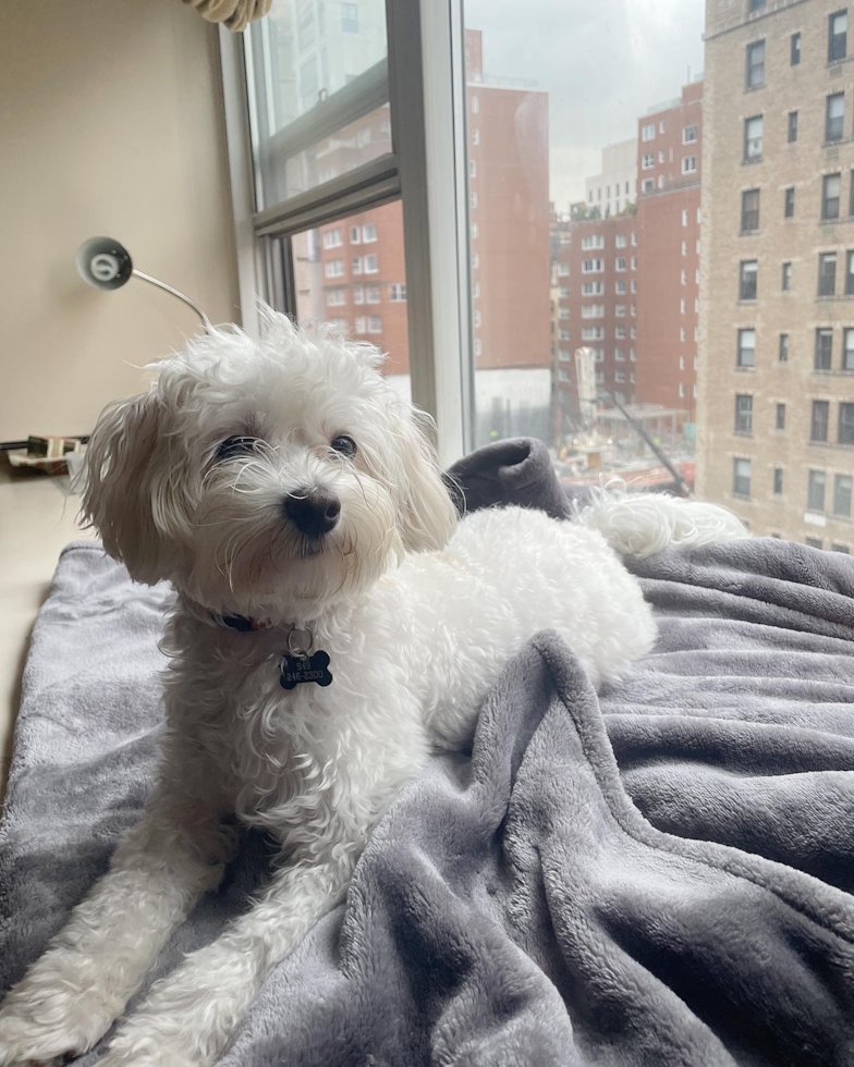 Little Maltese Poodle Poodle Mix Pup