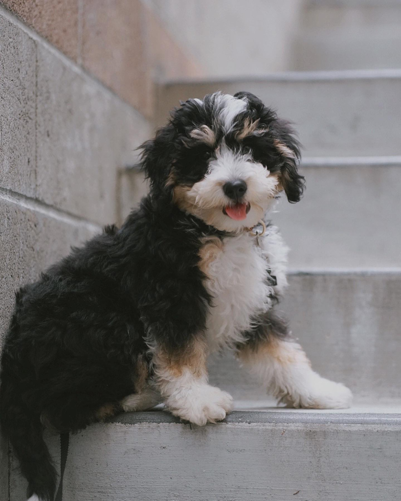 Fluffy Mini Bernedoodle Poodle Mix Pup