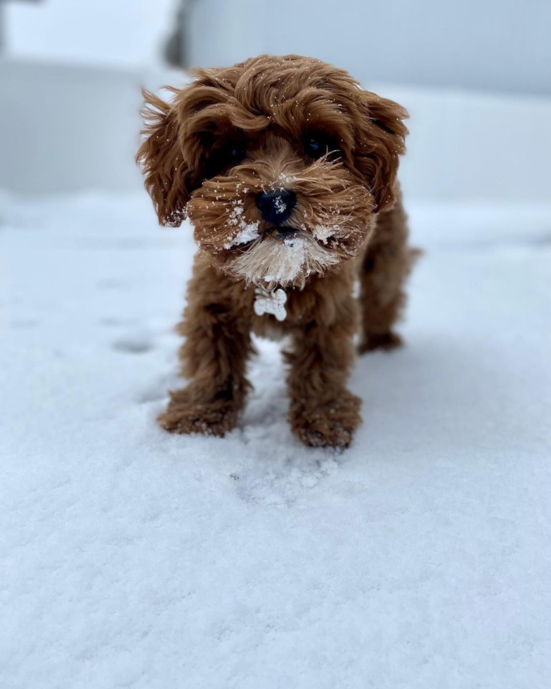 Cute Cavapoo Pup in Hazel Park MI