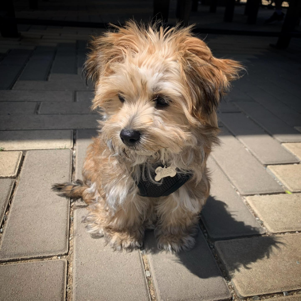 Hayward Morkie Pup