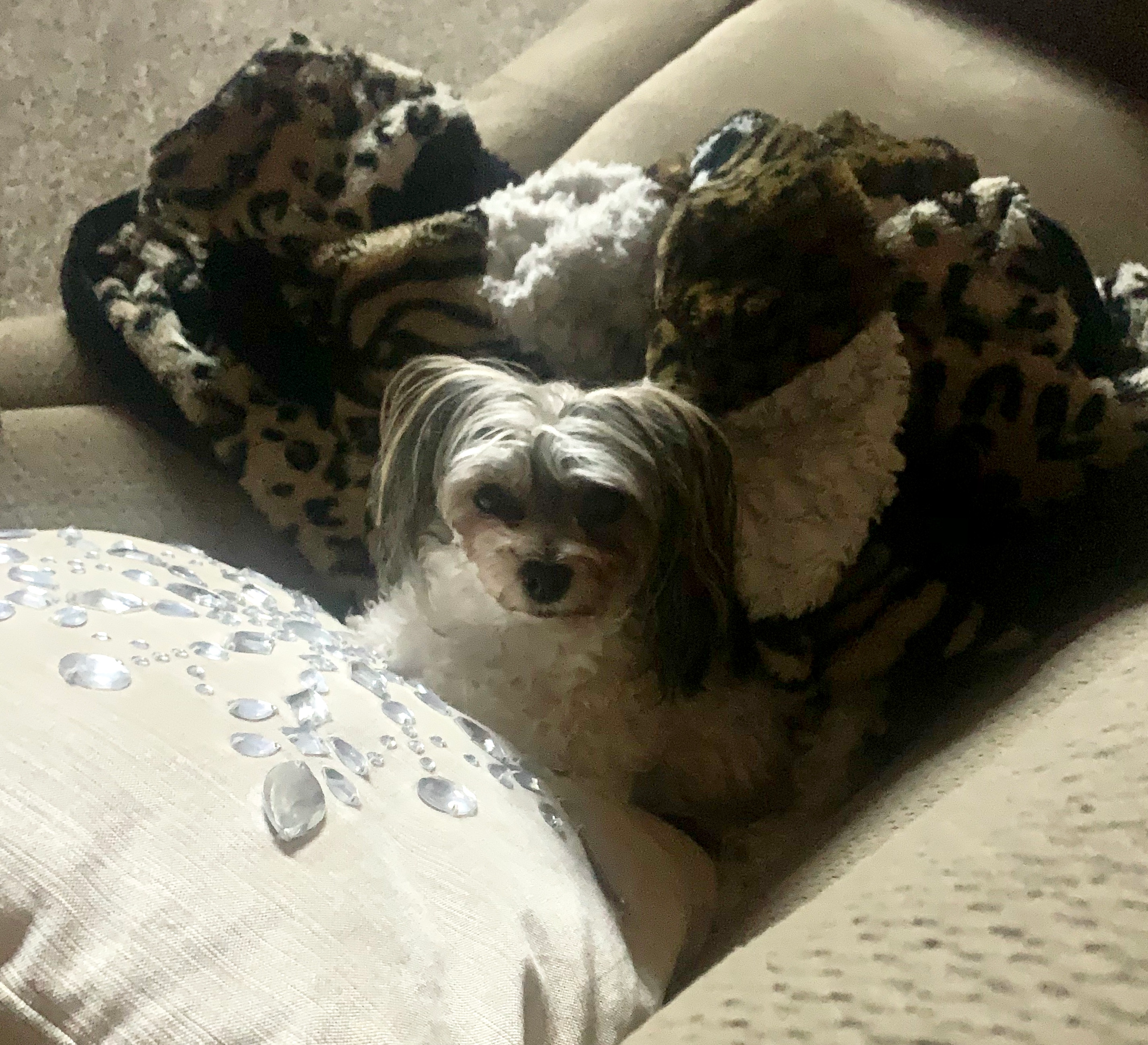 Small Morkie Baby