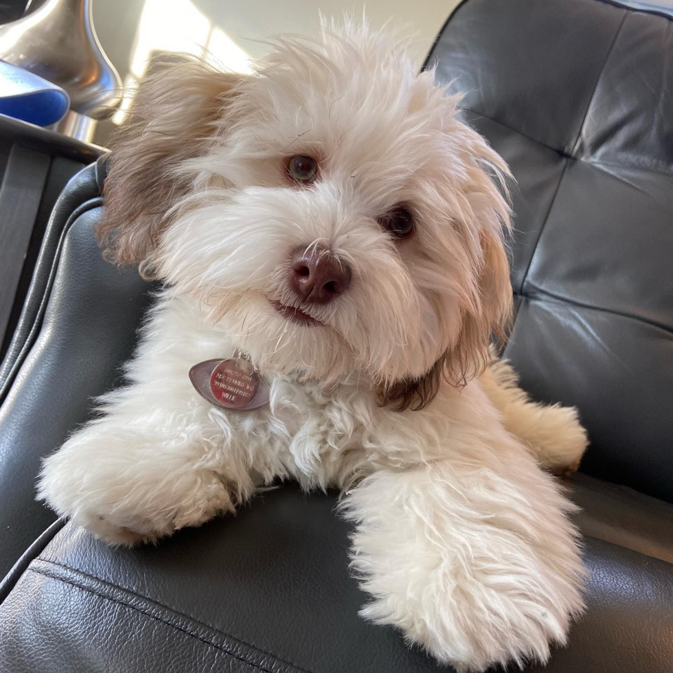 Rockland Havanese Pup