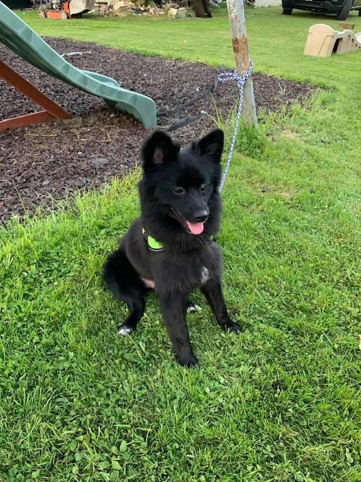 Playful Pomeranian Purebred Pup