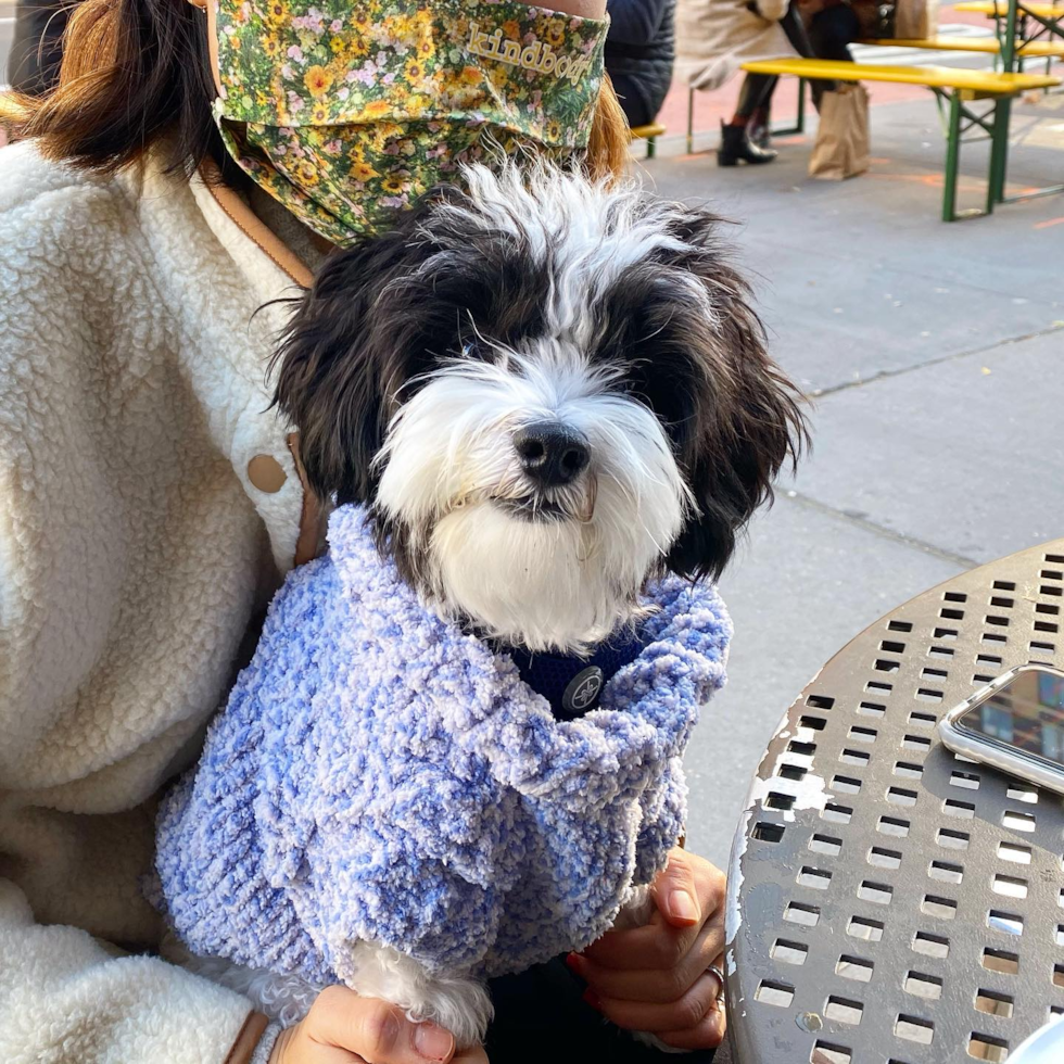 Havanese Being Cute