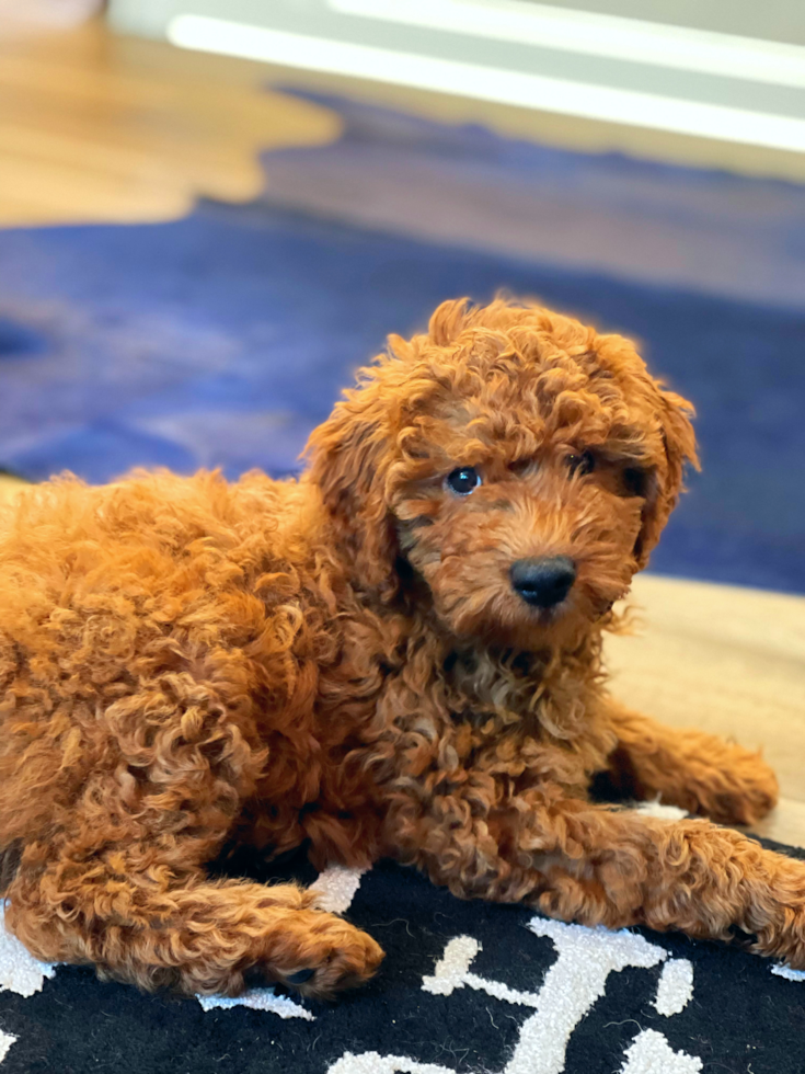 Cute Mini Goldendoodle Pup